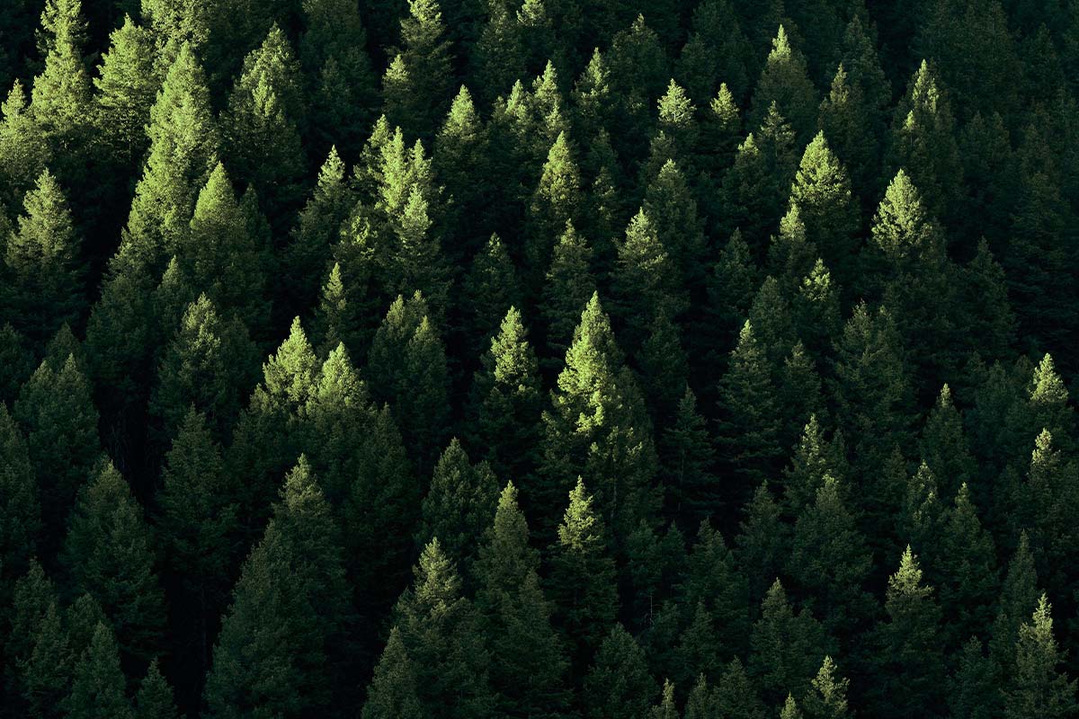 Allgaeuer Bergwald Chalets Wald Vogelperspektive Hell