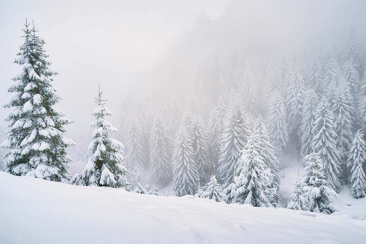 Allgaeuer Bergwald Chalets Winter Wald Schnee