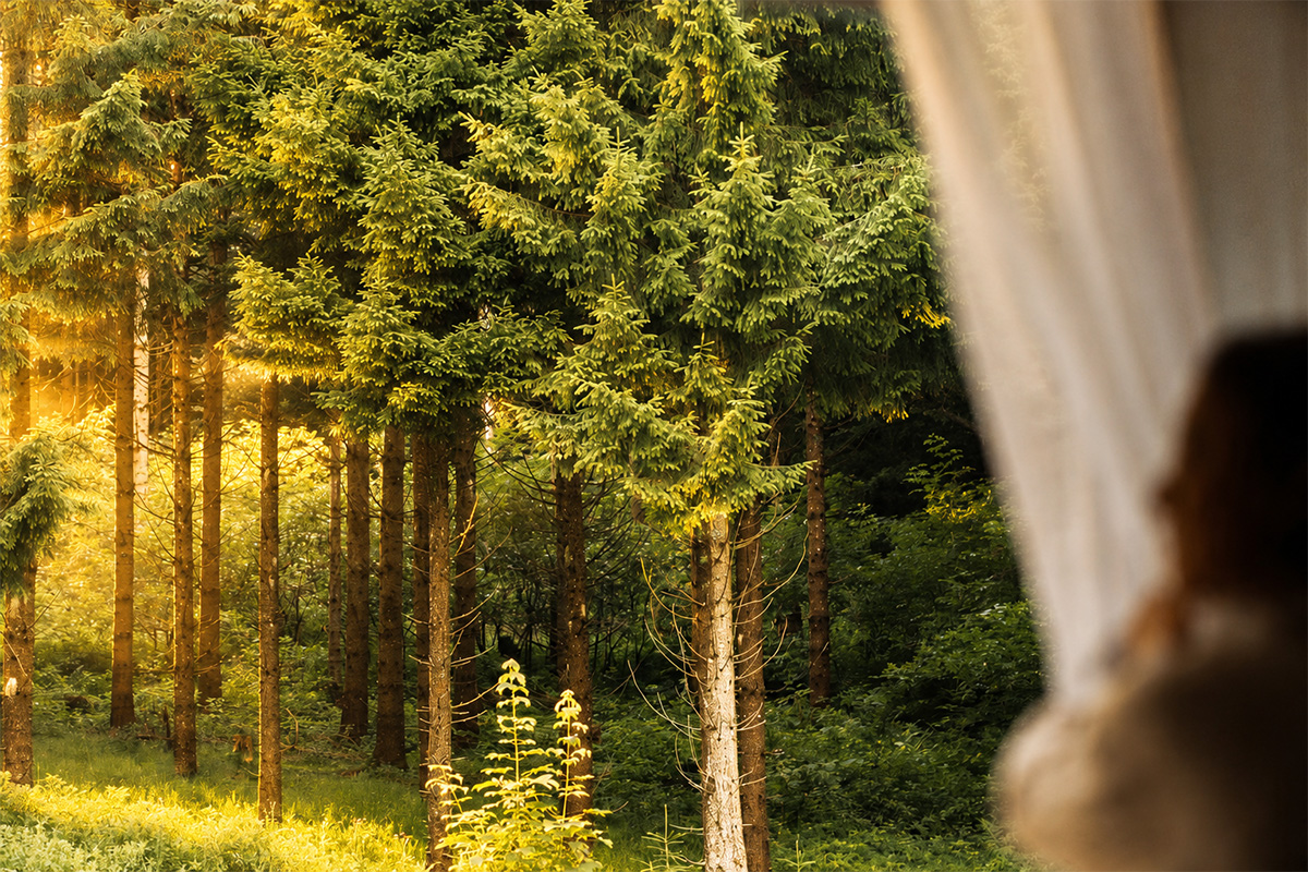 Der Bergwald